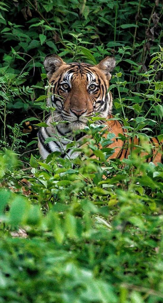 pate bagh tiger1690615590.jpg